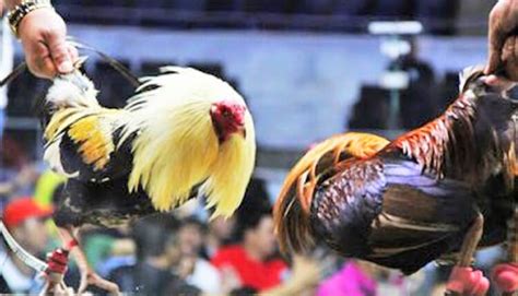 sabong pinoy|sabong net.